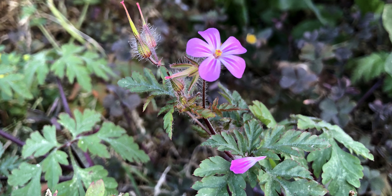 Géranium Herbe à Robert